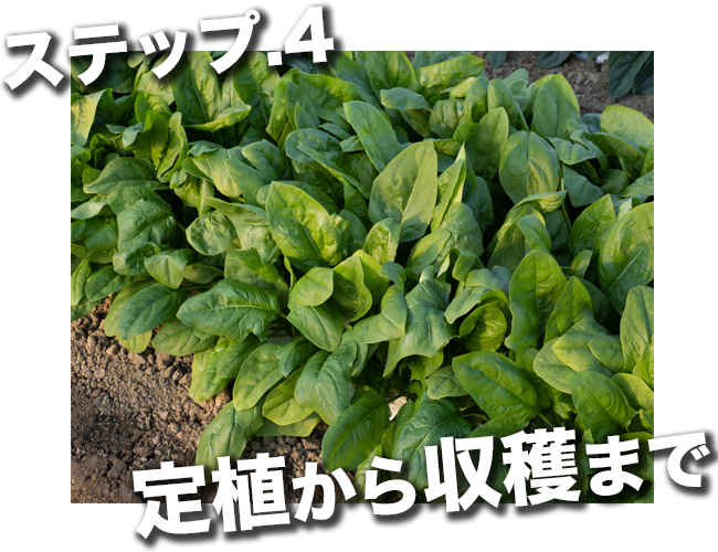 定植から収穫まで植物を支える活力剤
